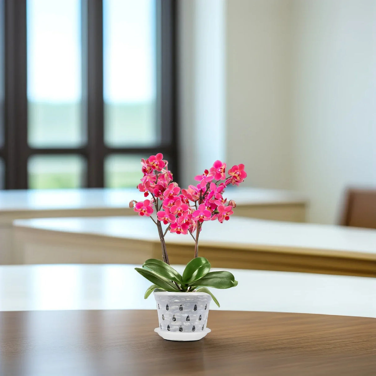 Carvallo Blomkrukor Klara | 5-pack | Med dräneringshål | Transparenta & Stabil – Florvista Carvallo