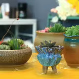 Carvallo växtunderlägg 10-pack Transparent | I 15 cm, 20 cm & 25 cm | BPA-fri & Mångsidig | För inomhusväxter & Hemmet Carvallo