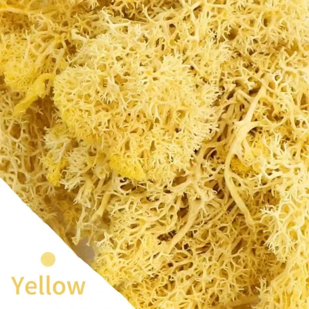 Carvallo Konstgjord mossa Dekogräs | 20 g / 40 g / 100 g | För DIY, miniatyrträdgårdar & hemtillbehör | Eviggrön & underhållsfri Carvallo