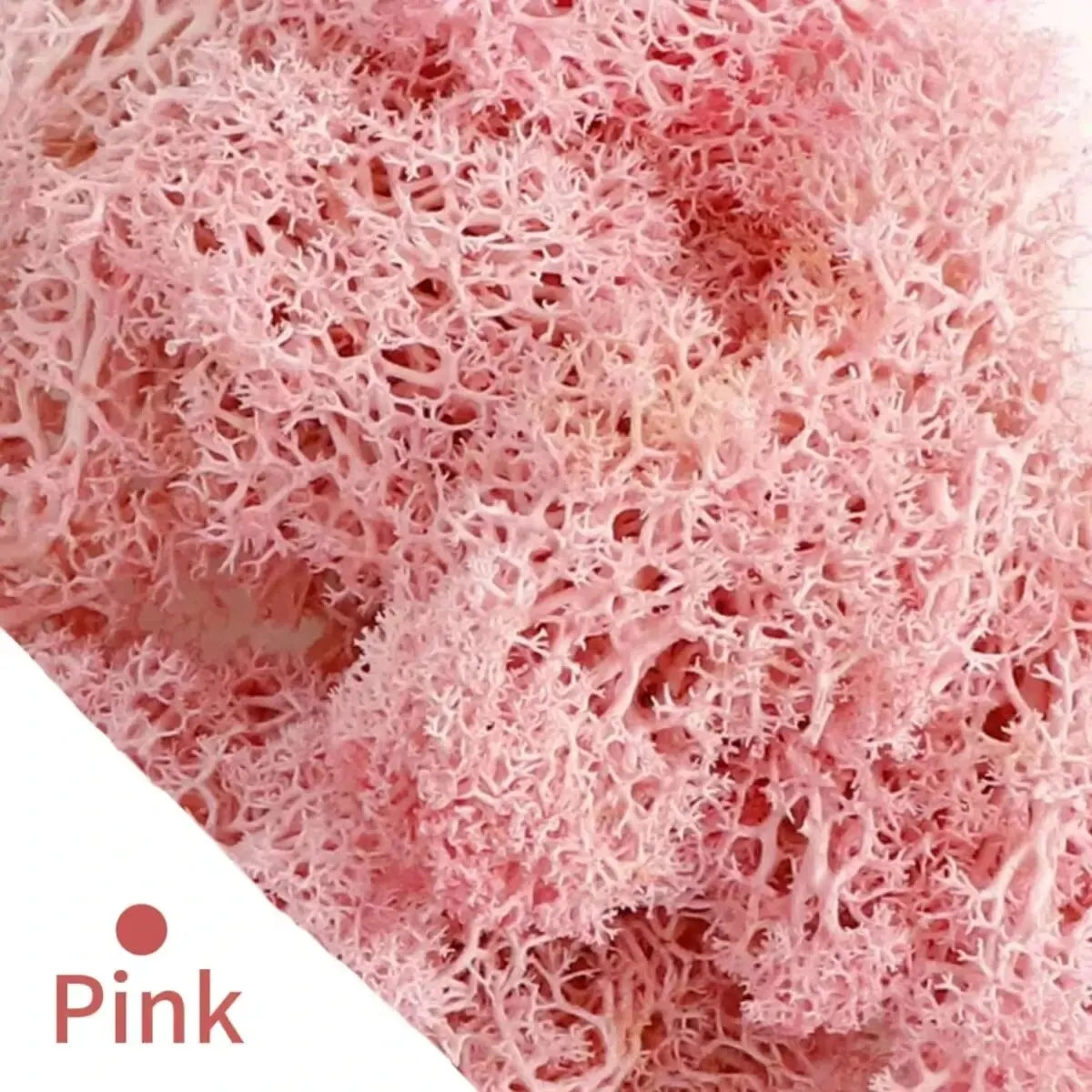 Carvallo Konstgjord mossa Dekogräs | 20 g / 40 g / 100 g | För DIY, miniatyrträdgårdar & hemtillbehör | Eviggrön & underhållsfri Carvallo