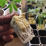 Carvallo GrowCube | För hydroponik & sådd | Luftgenomsläpplig & vattenabsorberande | 50-pack om 2,5×2,5×2,5 cm Carvallo