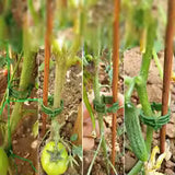 Carvallo växtklipp 100 stycken | Återanvändbar & Snabbkoppling | För tomater, gurkor & klätterväxter | Ø 2,5 cm Carvallo