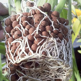 Carvallo Blähton Kulor | Organisk & Återanvändbar | För dränering & Hydroponik Carvallo