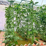 Carvallo Pro | 20-pack växtstöd | Stabilt & Mångsidigt | För tomater, gurkor & klätterväxter Carvallo