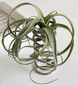 SteelFlex - Hållbar cylindrisk fjäderhållare MILA Sverige