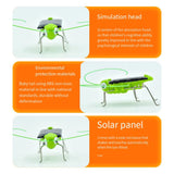 Carvallo Solar-Gräshoppa | Rörlig solvarelse för barn | Vetenskapsleksak & presentidé – Utan batteri Carvallo
