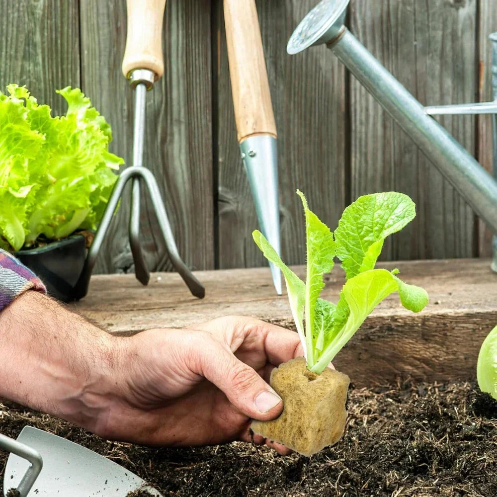 Carvallo Anzuchtkubbar för hydroponik | Steinullfria växtkubbar | Ideal för grönsaker, örter & blommor | 50/100/200/300/500 stycken Carvallo