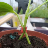 Carvallo växtklipp för trädgård & växthus | 10/20/50 stycken | Stöd- & klätthjälp för tomater, gurkor & plantor Carvallo