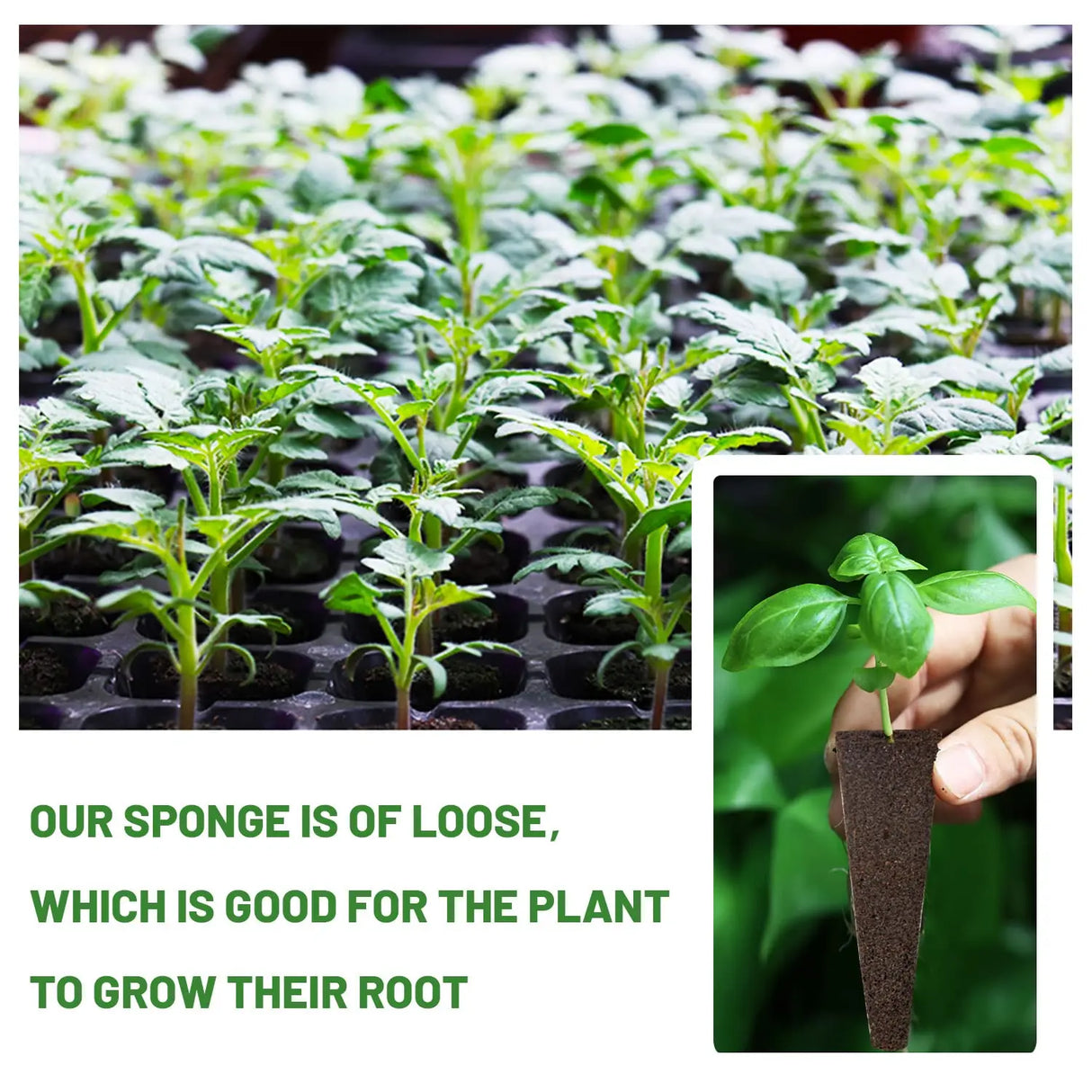 Carvallo Anzuchtsvampar 50 stycken | Ersättningsväxtsvampar för hydrokultur & jord | För örter, grönsaker & blommor Carvallo