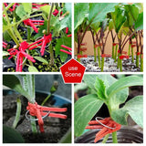 Plastmaterial Förädlingsklipp för trädgårdsväxter - Ideal för grönsaker och växtvård Carvallo