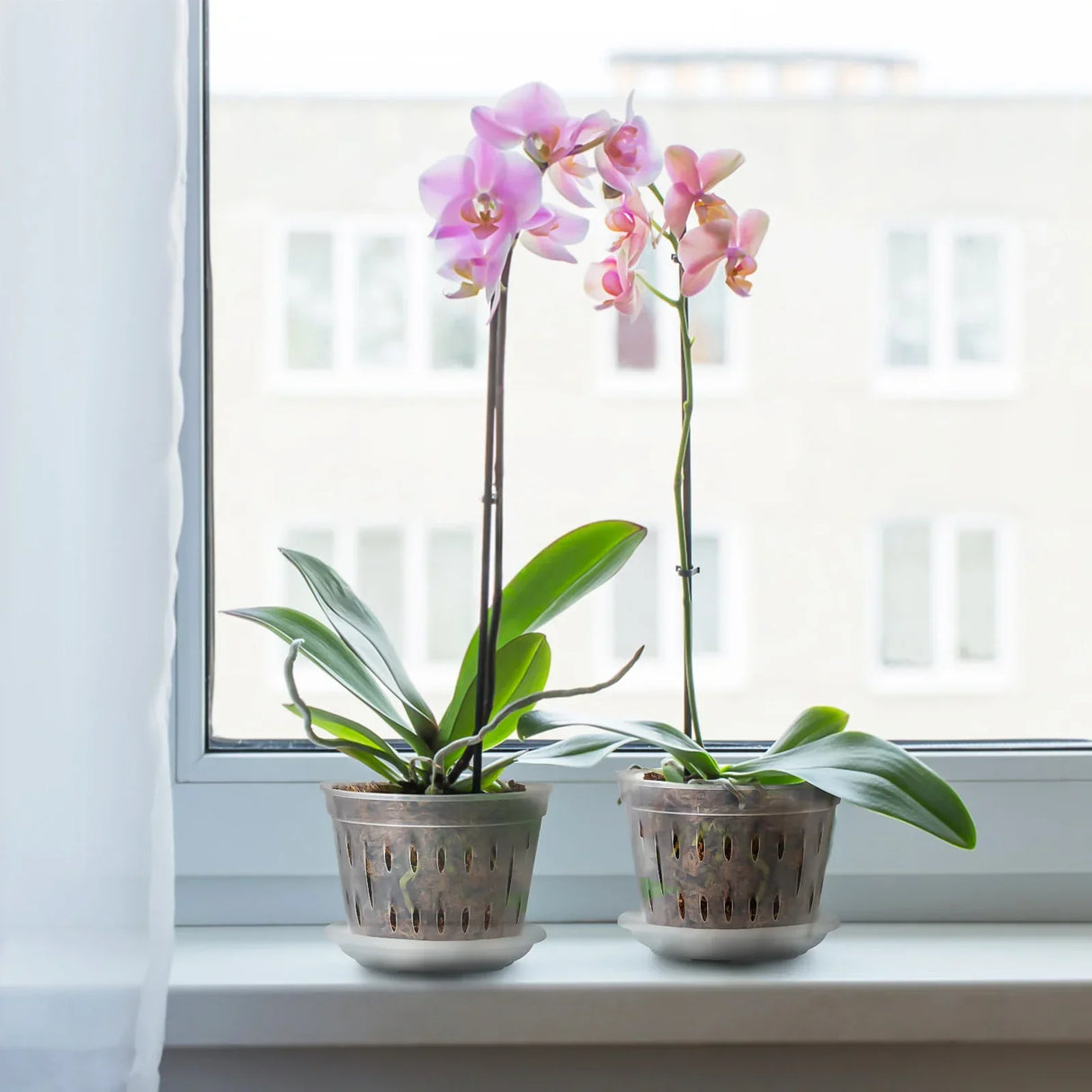 Carvallo Blomkrukor Klara | 5-pack | Med dräneringshål | Transparenta & Stabil – Florvista Carvallo