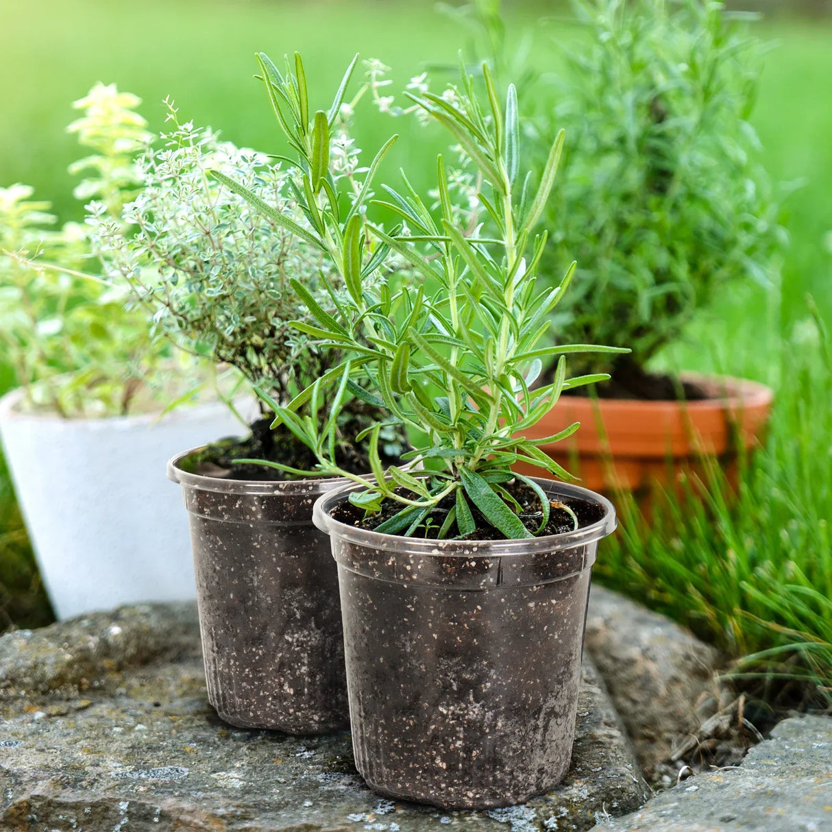 Carvallo TransparaGrow | 10-pack | 1 gallon (ca. 3,8 L) | Transparent & Förstärkt | Med dräneringshål | Ø 17 cm Carvallo