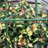 Carvallo Connect | 15-pack krysskopplingar för växtstöd | För .8–2.0 cm stänger | Justerbara klämmor för spaljéer & växtstöd Carvallo