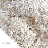 Carvallo Konstgjord mossa Dekogräs | 20 g / 40 g / 100 g | För DIY, miniatyrträdgårdar & hemtillbehör | Eviggrön & underhållsfri Carvallo