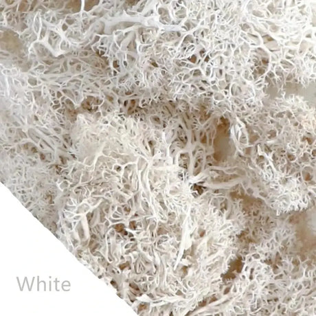 Carvallo Konstgjord mossa Dekogräs | 20 g / 40 g / 100 g | För DIY, miniatyrträdgårdar & hemtillbehör | Eviggrön & underhållsfri Carvallo