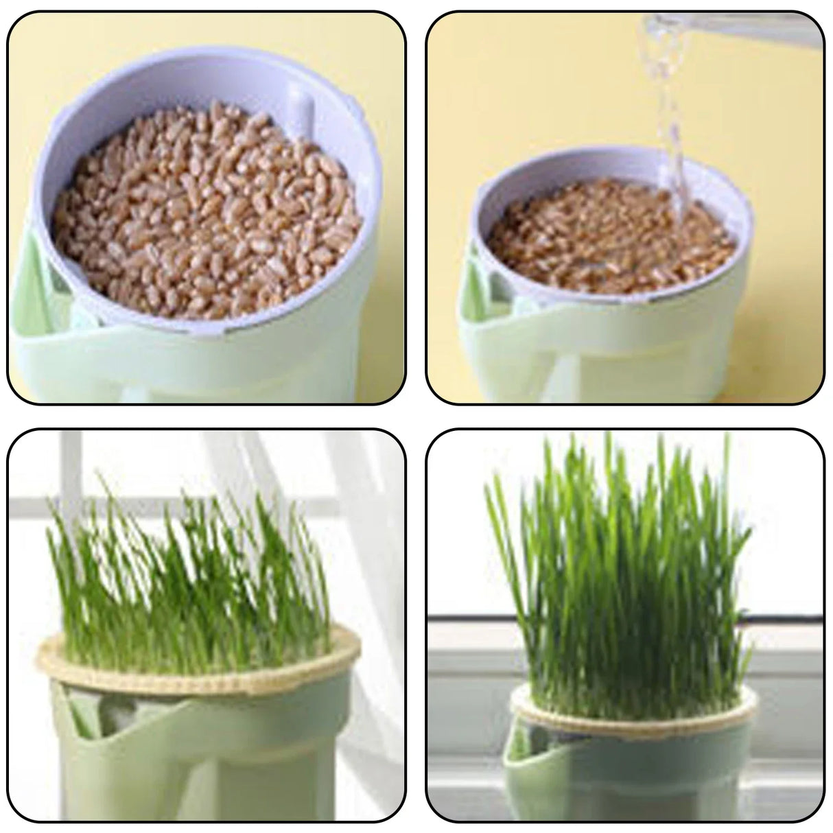 Carvallo Keimschale | Cat Grass Plant Cup | Made of food-safe PP | For wheatgrass, beans & more | Without soil Carvallo