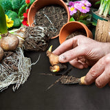 Carvallo TerraShield Pro | Robust trädgårdsvävarulle | UV-beständig & vattengenomtränglig | För bäddar, vägar & infarter Carvallo