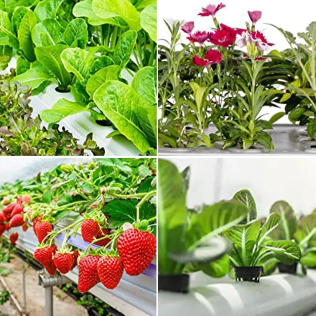 Carvallo Planter pot set Plantiva NetCup 25er set | Grid basket for hydroponics & aeroponics | Reusable & stable Carvallo