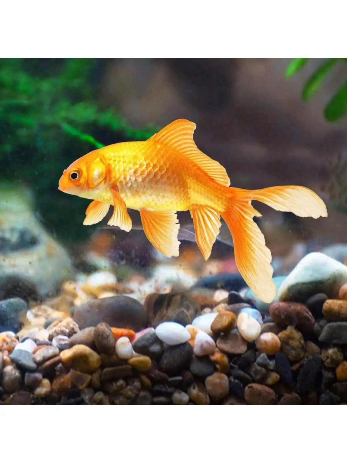 Carvallo ColorMix Dekorativa Natur-Kiselstenar i blandade färger | Smyckestenar för akvarium, trädgård och växtbehållare | Flodkisel för markbeläggning Carvallo