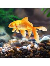 Carvallo ColorMix Dekorativa Natur-Kiselstenar i blandade färger | Smyckestenar för akvarium, trädgård och växtbehållare | Flodkisel för markbeläggning Carvallo