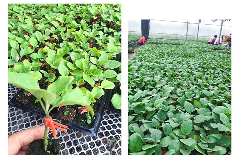 Plastmaterial Förädlingsklipp för trädgårdsväxter - Ideal för grönsaker och växtvård Carvallo