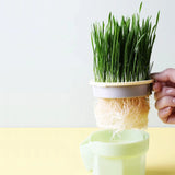 Carvallo Keimschale | Cat Grass Plant Cup | Made of food-safe PP | For wheatgrass, beans & more | Without soil Carvallo
