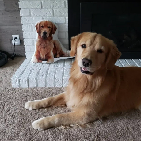 Husdjurs Kudde - Med Eget Foto-Hemnix-Hemnix