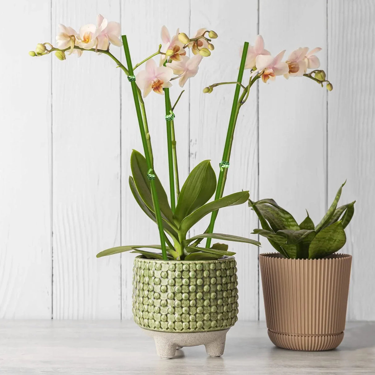 Carvallo Flex | 20/40/60-set växtstöd med band | 40 cm metalldekorhållare | Rostfri & flexibelt formbar Carvallo