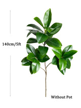 Carvallo Evergrünia | Gummiträd Ficus | 70–135 cm Höjd | Naturtroget utseende för inomhus & utomhus Carvallo