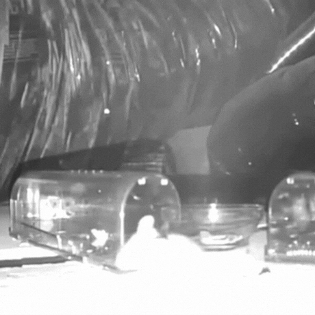 Royallure Human Musfälla 4-Pack – Ingen beröring, Barn & Husdjursäker, Enkel installation Carvallo