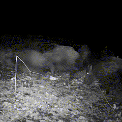 Viltkamera Utomhus Natt Vision Spårkamera Carvallo