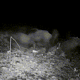 Viltkamera Utomhus Natt Vision Spårkamera Carvallo