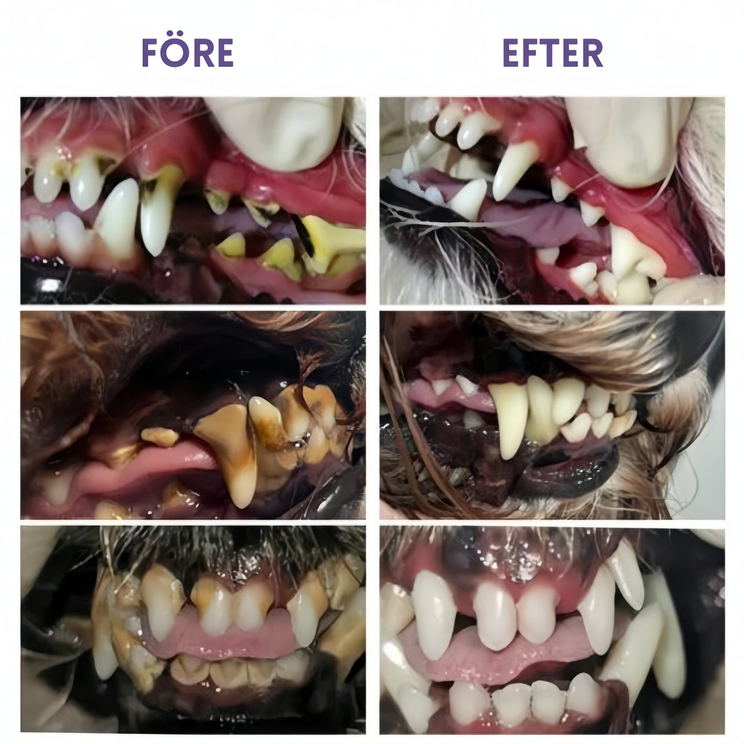 FreshBite® tandpenna för husdjur-Hemnix-Hemnix