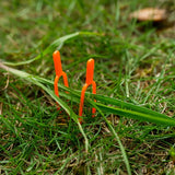 Trädgårdsplantor stödhylsor i plast för optimal växtstabilitet Carvallo