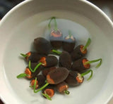 Lotus Bloom Harmony Set - 10 livfulla bonsailotusfrön för fantastiska vattenträdgårdar MILA Sverige