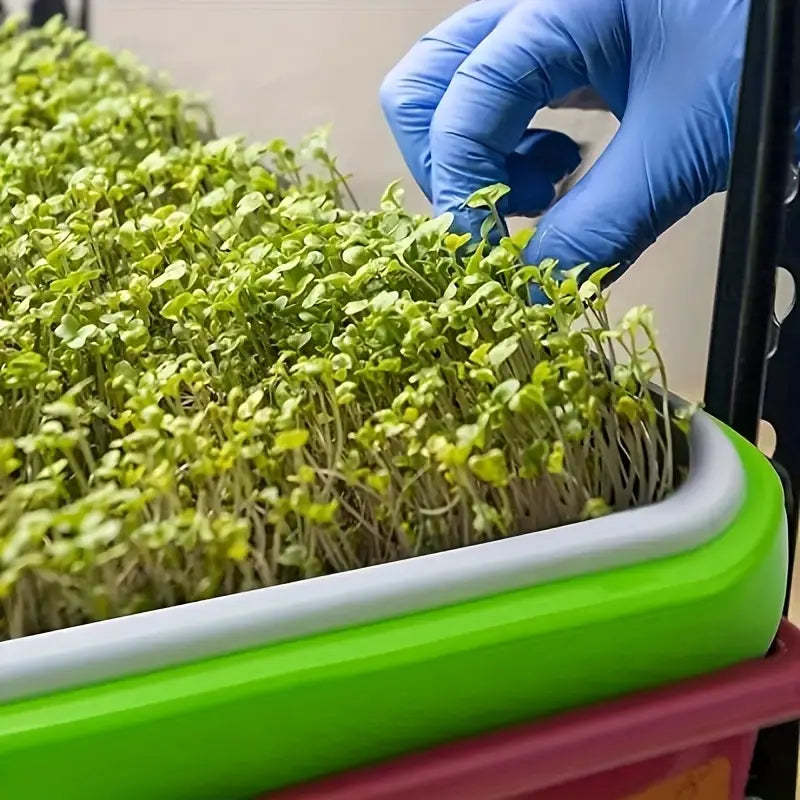 Keimschålar med lock – Dubbelskiktad utsädesbräda för effektiv frögroning Carvallo