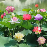 Lotus Bloom Harmony Set - 10 livfulla bonsailotusfrön för fantastiska vattenträdgårdar MILA Sverige