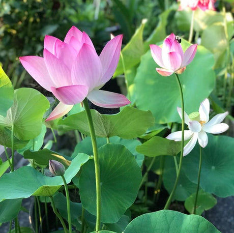Lotus Bloom Harmony Set - 10 livfulla bonsailotusfrön för fantastiska vattenträdgårdar MILA Sverige