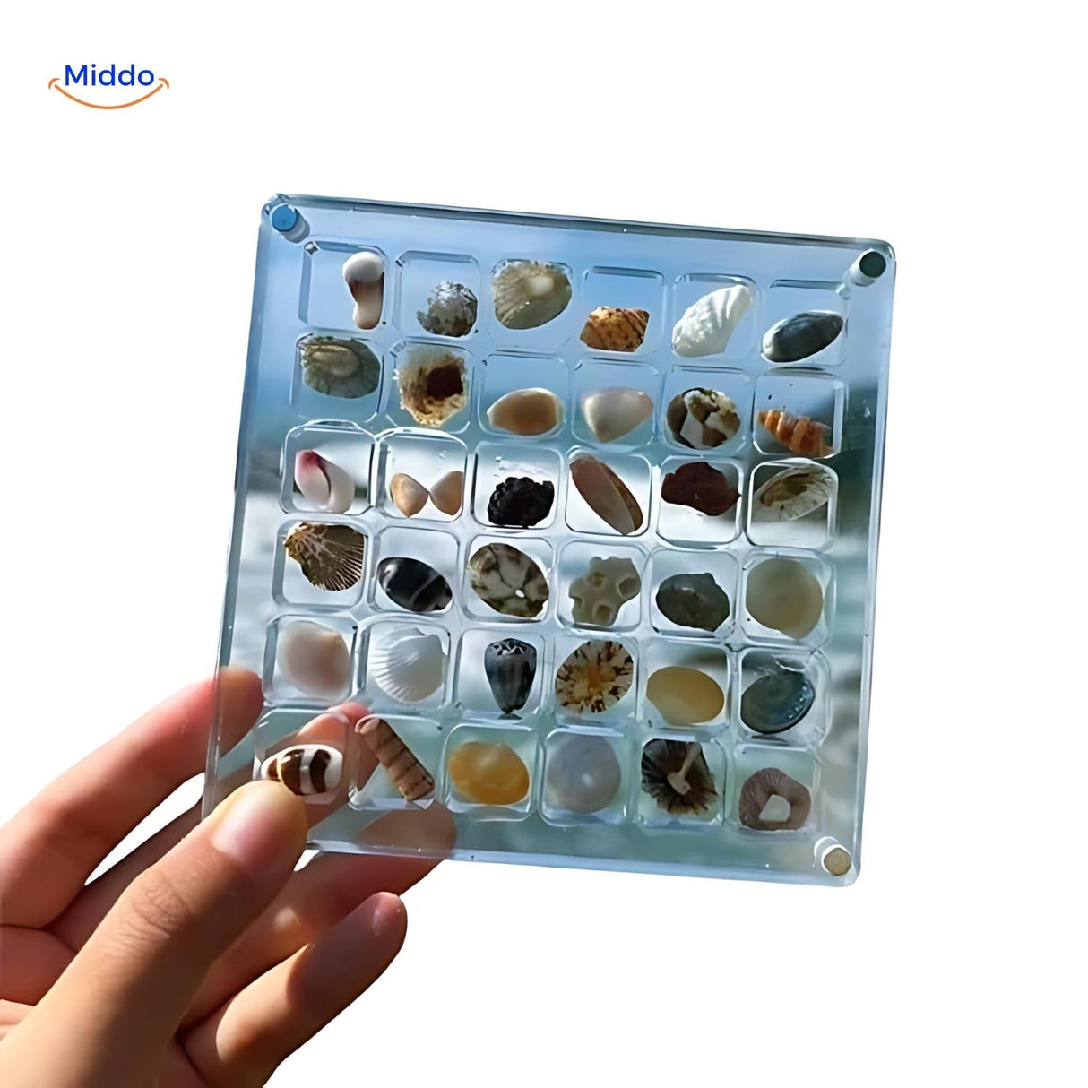 Displaycase: den ultimata displaylösningen för snäckor och annat MILA Sverige