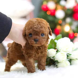 RoboDog™ | Realistisk robothund Carvallo