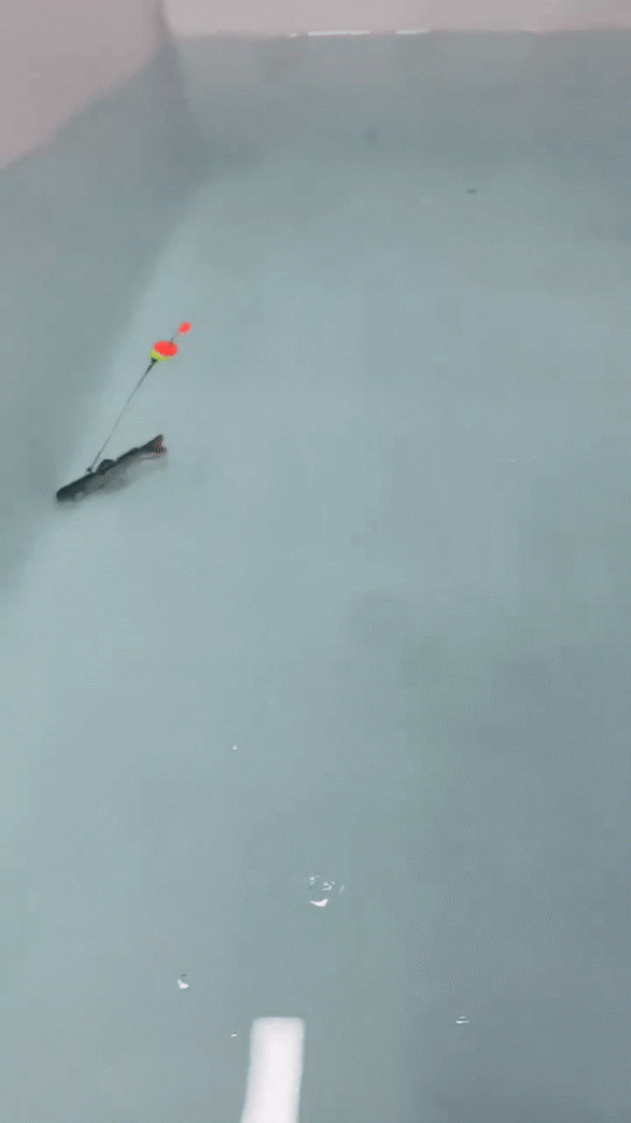 Carvallo – Den AI-beten för din nästa rekordfångst! Carvallo