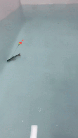 Carvallo – Den AI-beten för din nästa rekordfångst! Carvallo