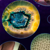 Carvallo – Stora upptäckter i fickformat. Carvallo