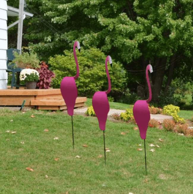 Carvallo - Graciös Roternade Fågel För En Fin Trädgård Carvallo