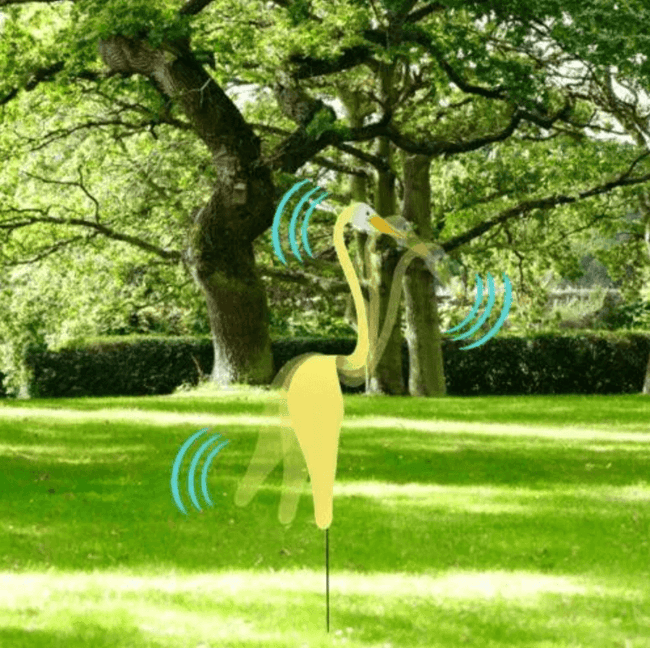 Carvallo - Graciös Roternade Fågel För En Fin Trädgård Carvallo