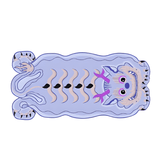 SnuggleNest - Rund matta med nyckfullt drakeskratt MILA Sverige