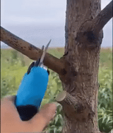 Elektrisk Sekatör med Lithiumbatteri 20v-VaruZ-Hemnix