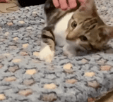 Petfilt Mjuk Fleece Tvättbar Möbel Skydd Carvallo