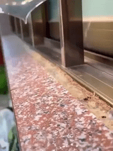 Royaleva 300g Transparent Vattentät Lim Läcksäker Beläggning Carvallo