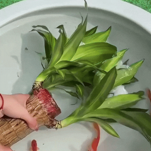 Royallure Lucky Brazilian Wood Plant – Låg underhåll luft renande inomhus växt Carvallo